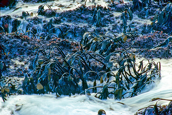 Laminaria at Low Tide - 3