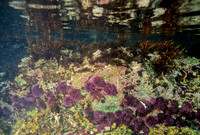 Urchins in Tidepool - 2