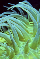 Anthopleura - 5