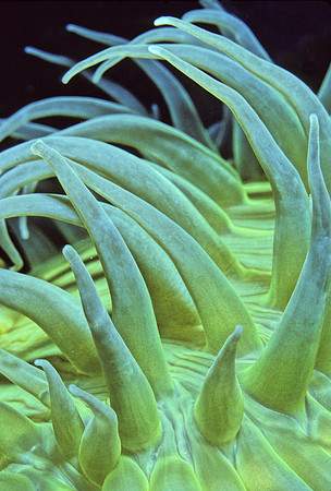 Anthopleura - 5