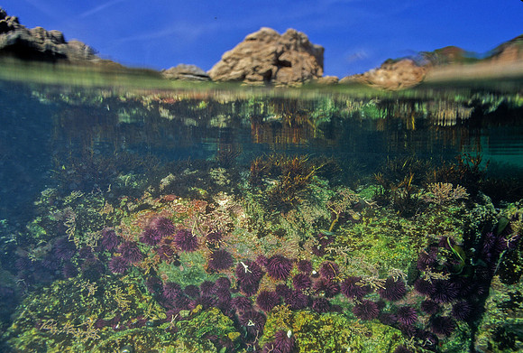 Urchins in Tidepool - 5