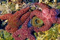 Ochre Stars in Tidepool - 2