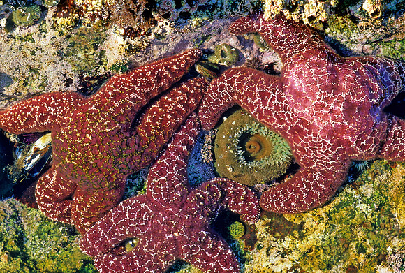 Ochre Stars in Tidepool - 2