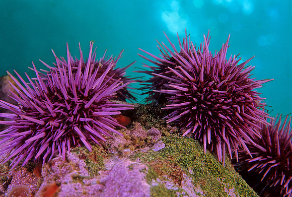 Purple Sea Urchins - 1