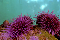 Purple Sea Urchins - 2