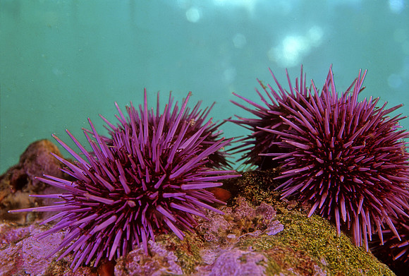 Purple Sea Urchins - 2