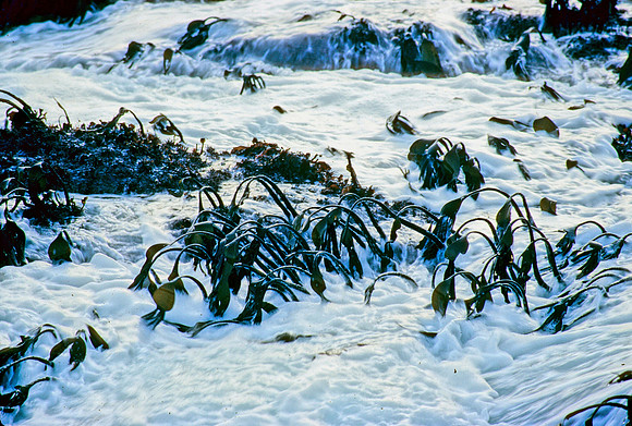 Laminaria at Low Tide - 2
