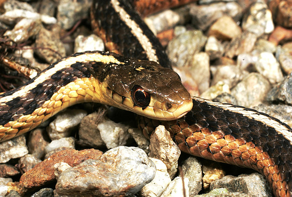 Garter Snake - 5