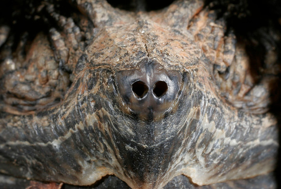 Snapping Turtle - 6