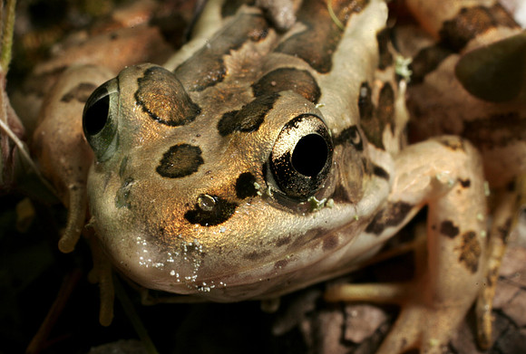 Pickerel Frog - 4