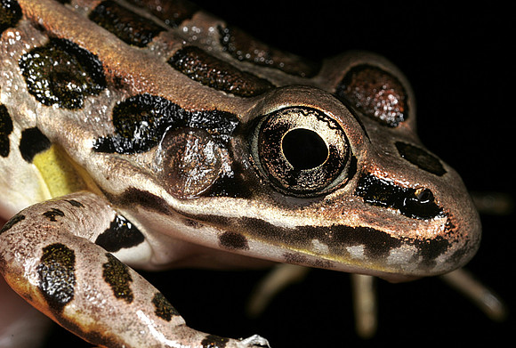 Pickerel Frog - 5