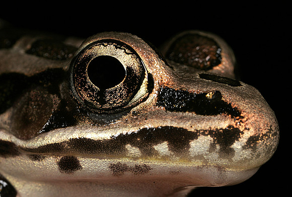 Pickerel Frog - 6
