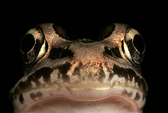 Pickerel Frog - 7