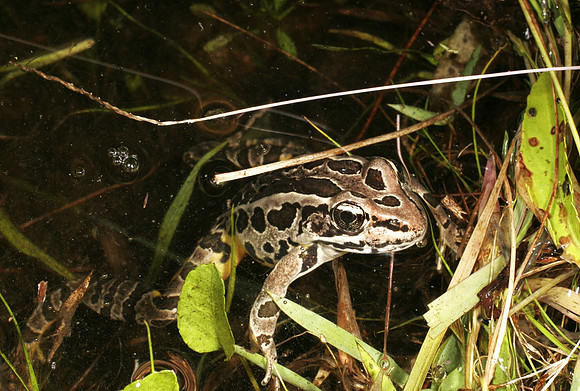 Pickerel Frog - 3