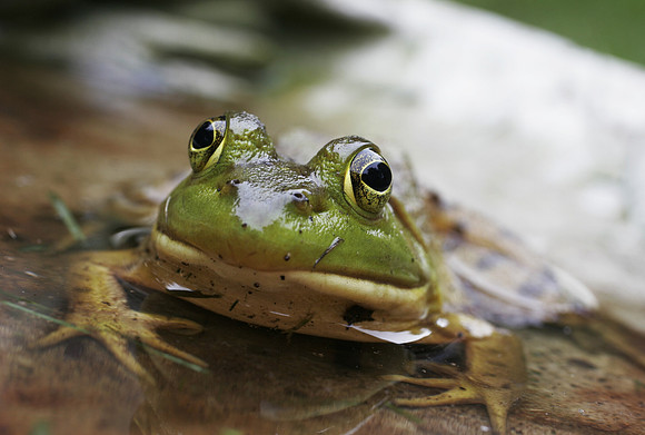Green Frog - 5