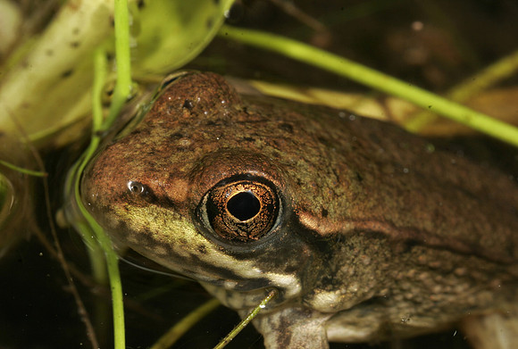 Green Frog - 6