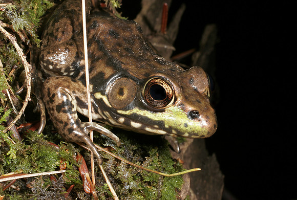 Green Frog - 7