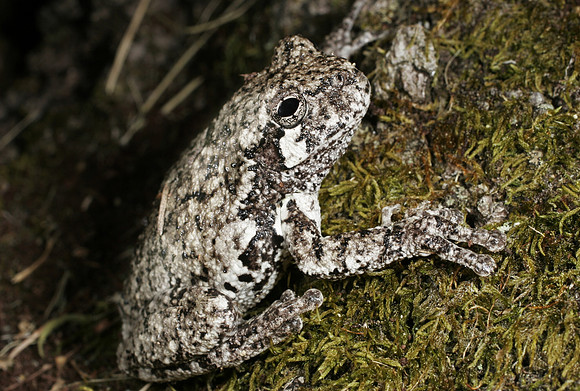 Gray Tree Frog - 1