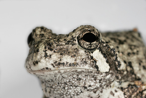 Gray Tree Frog - 4