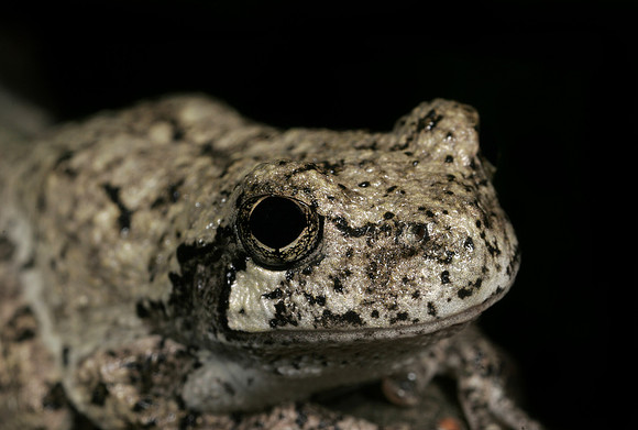 Gray Tree Frog - 5