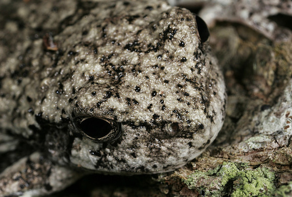 Gray Tree Frog - 3