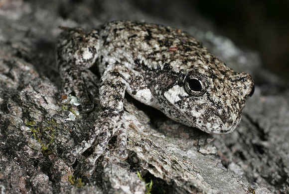 Gray Tree Frog - 2