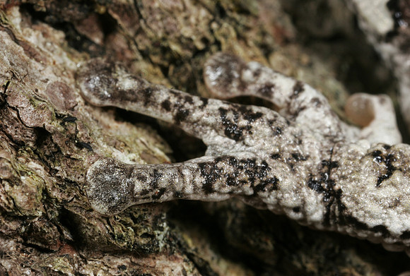 Gray Tree Frog Toes