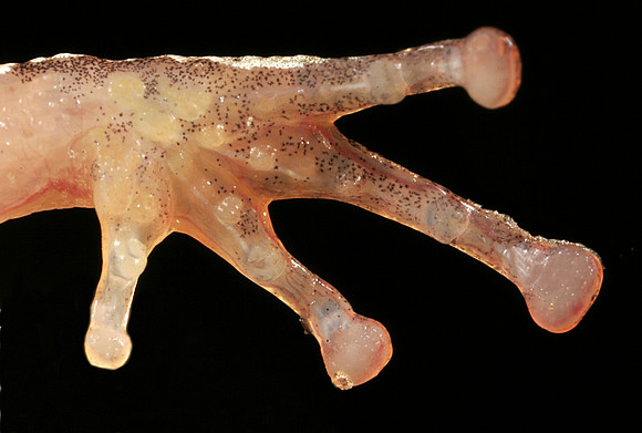 Spring Peeper Foot