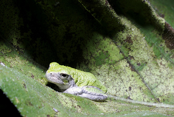 Spring Peeper - 1