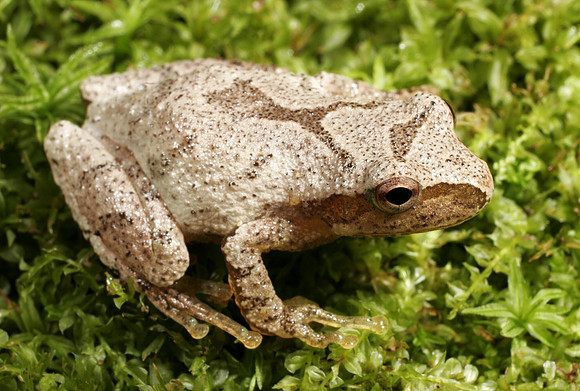 Spring Peeper - 2