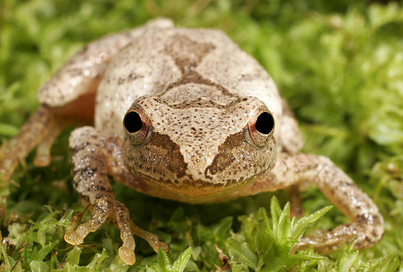 Spring Peeper - 3