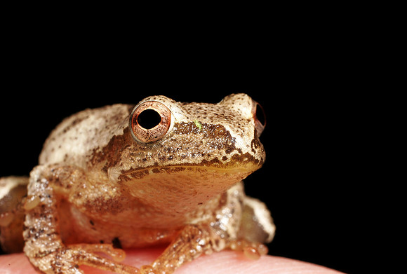 Spring Peeper - 4