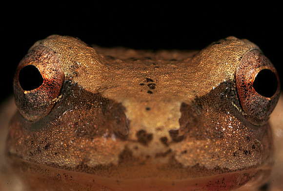 Spring Peeper - 5