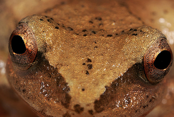 Spring Peeper - 6