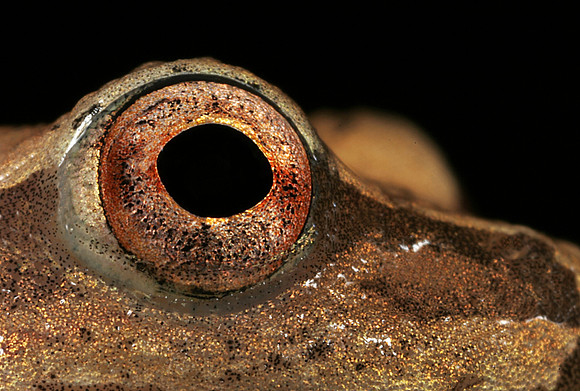 Spring Peeper Eye