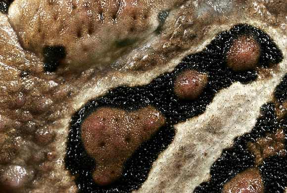 Toad Skin