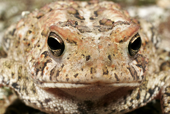Toad - 4