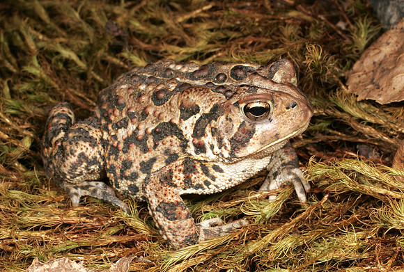 Toad - 8