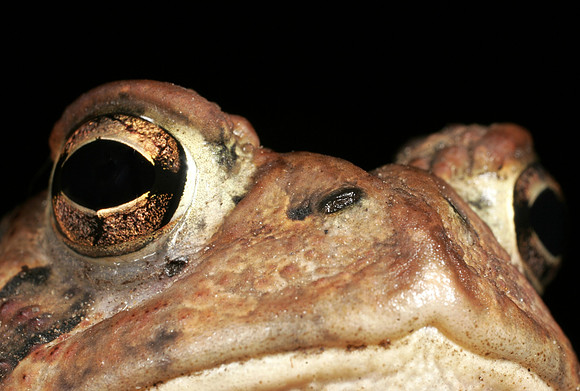 Toad - 1