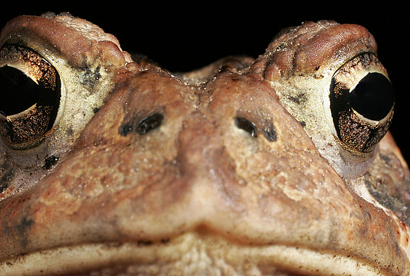 Toad - 2
