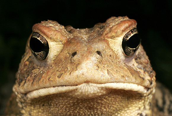 Toad - 3