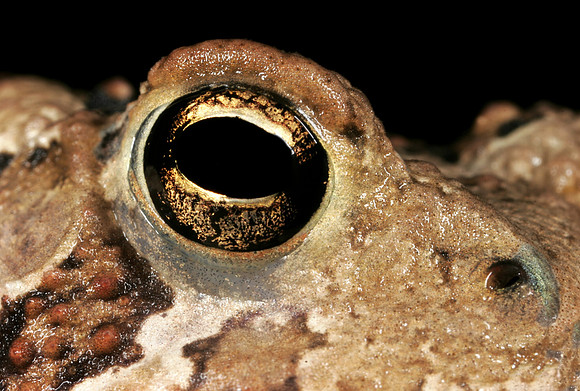 Toad Eye