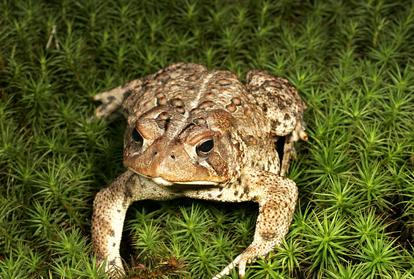 Toad - 5