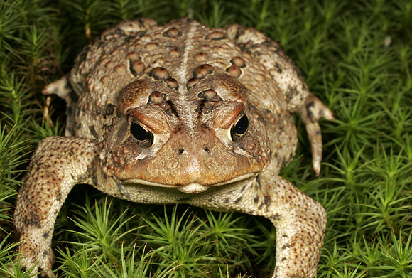 Toad - 6