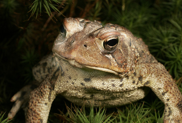 Toad - 7