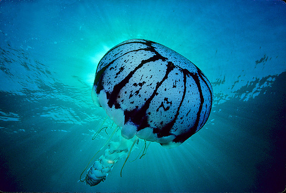 Purple-stripe Jelly - 3