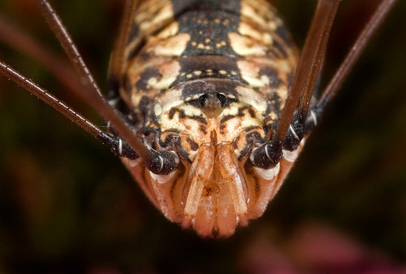 Harvestman - 1