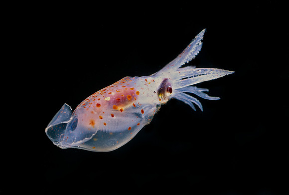 Gonatus - 3