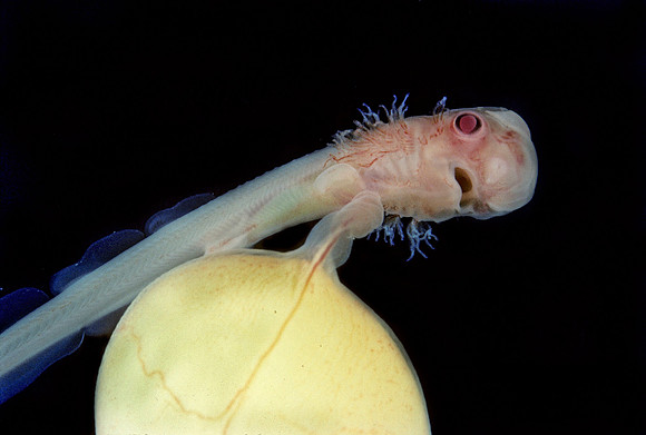 Brown Catshark Embryo - 1