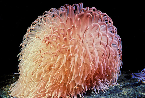 Pom-pom Anemone - 1
